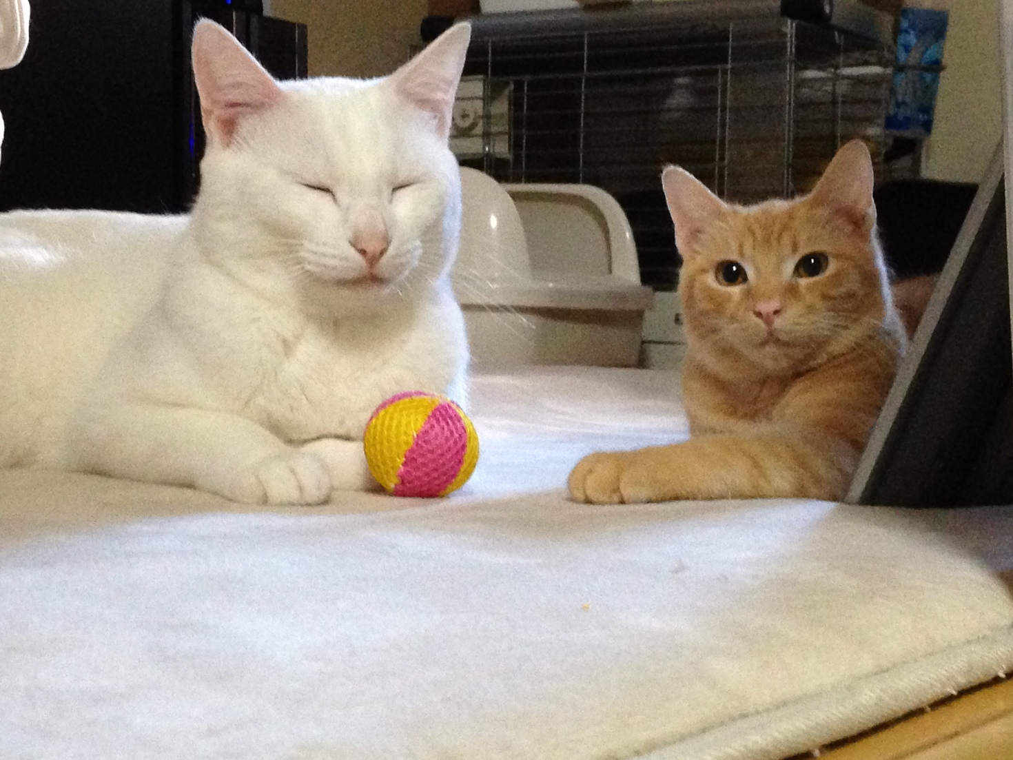 レビュアーのカバー画像