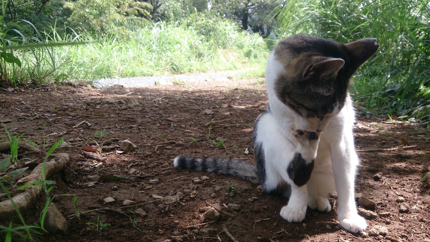 レビュアーのカバー画像