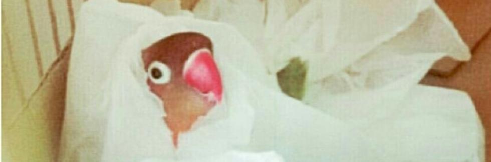 レビュアーのカバー画像