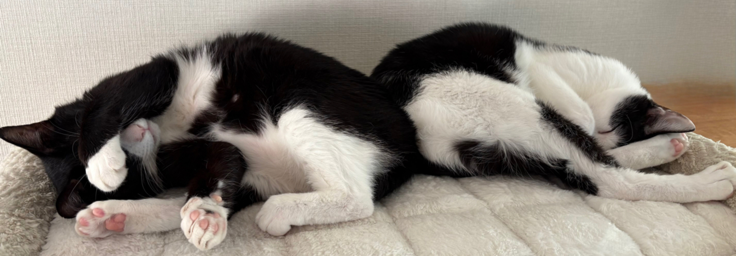 レビュアーのカバー画像