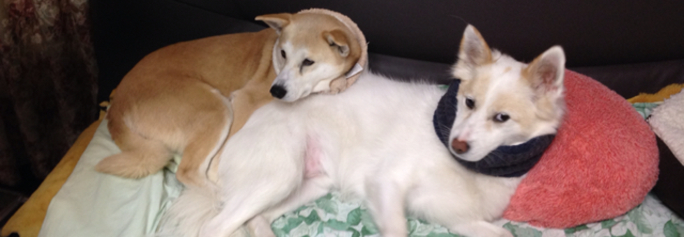 レビュアーのカバー画像