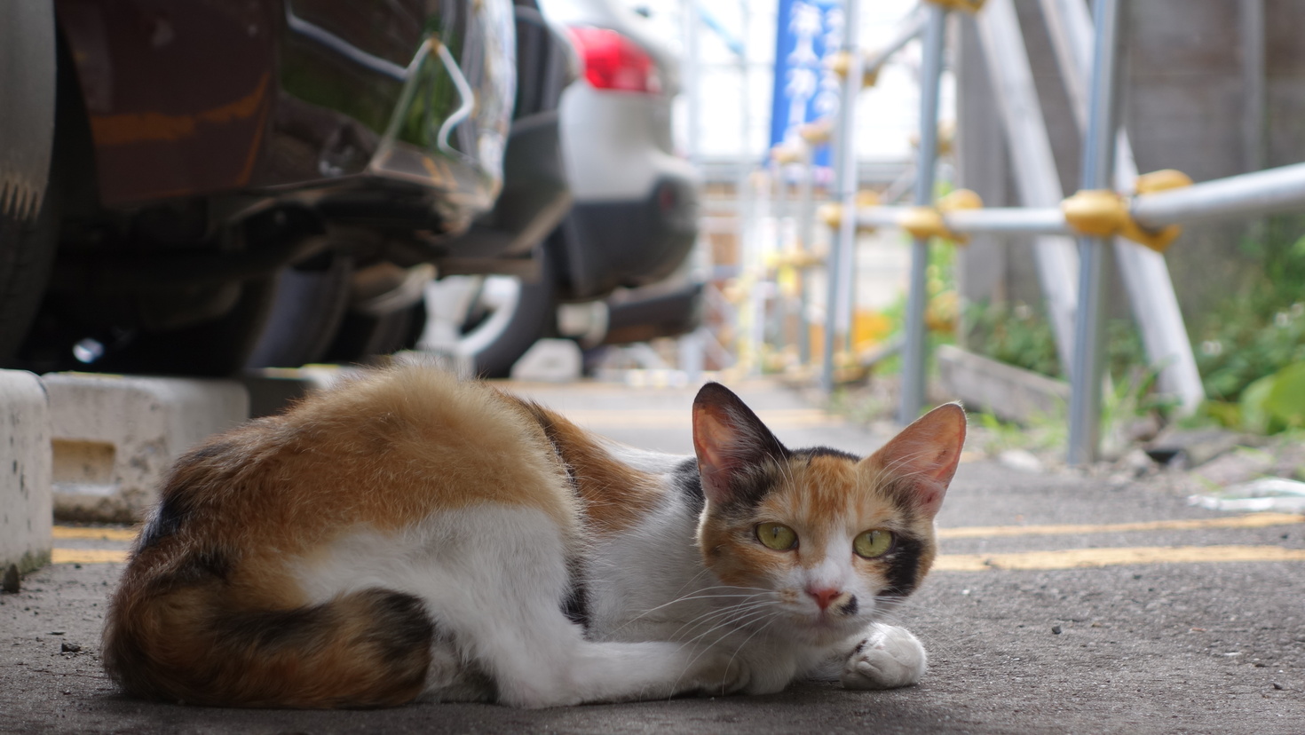 レビュアーのカバー画像