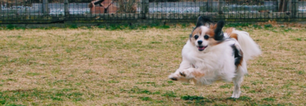 レビュアーのカバー画像