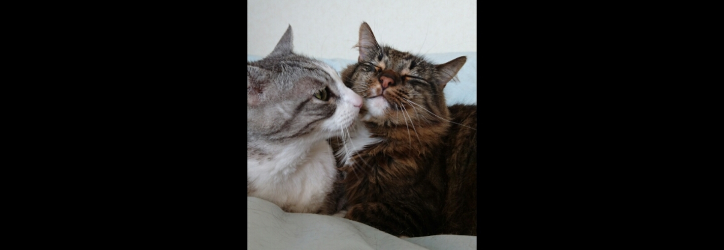 レビュアーのカバー画像