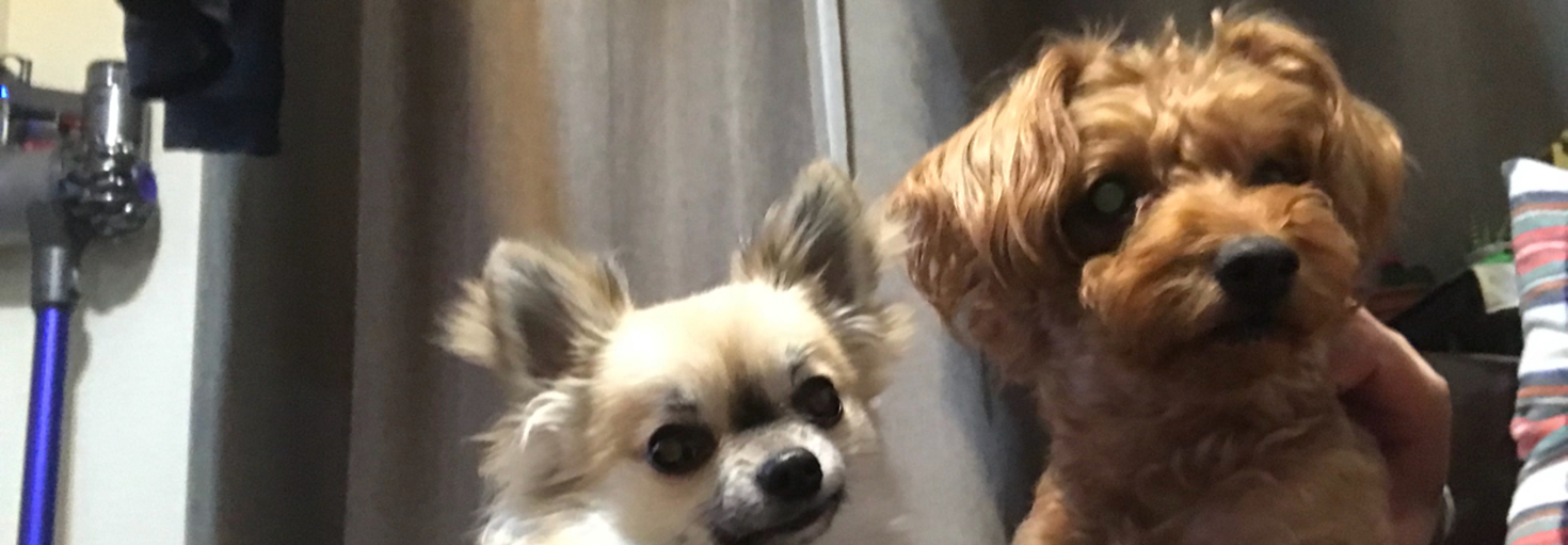 レビュアーのカバー画像