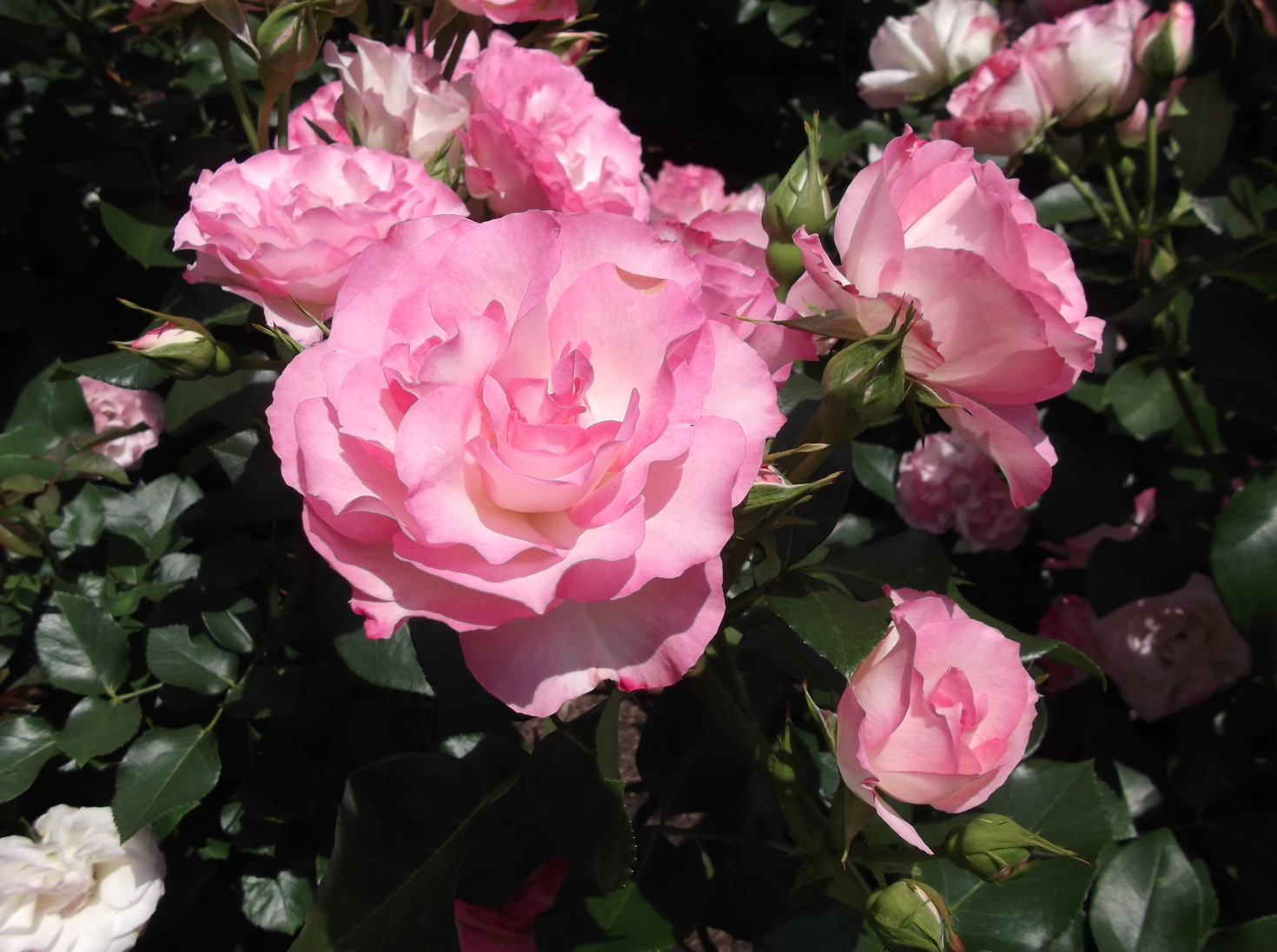 レビュアーのカバー画像