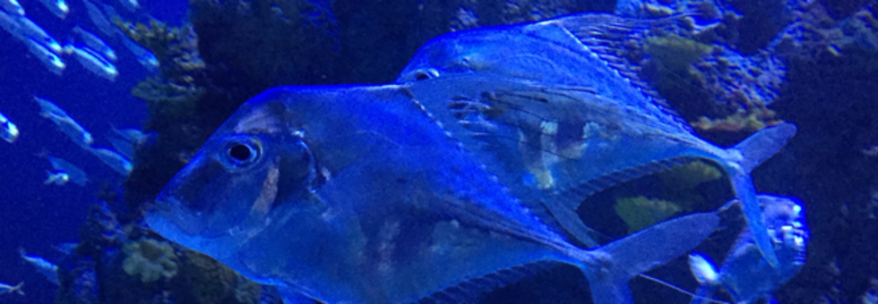 レビュアーのカバー画像