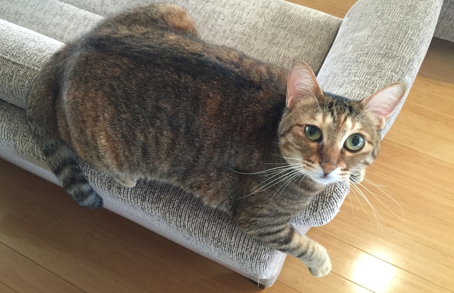 レビュアーのカバー画像