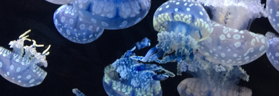 レビュアーのカバー画像