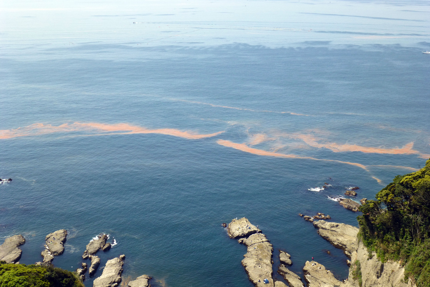 レビュアーのカバー画像