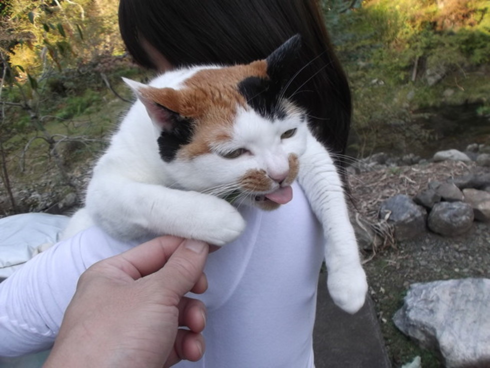 レビュアーのカバー画像