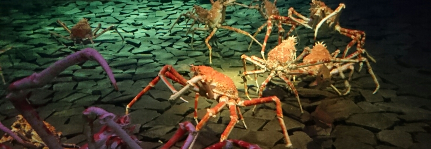 レビュアーのカバー画像