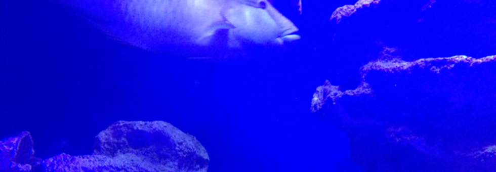 レビュアーのカバー画像