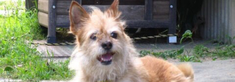 レビュアーのカバー画像