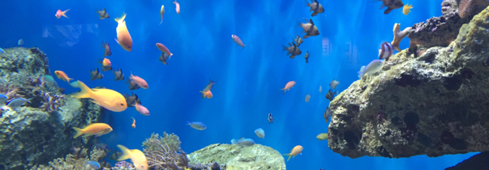 レビュアーのカバー画像