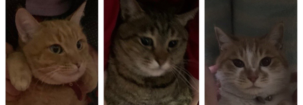 レビュアーのカバー画像