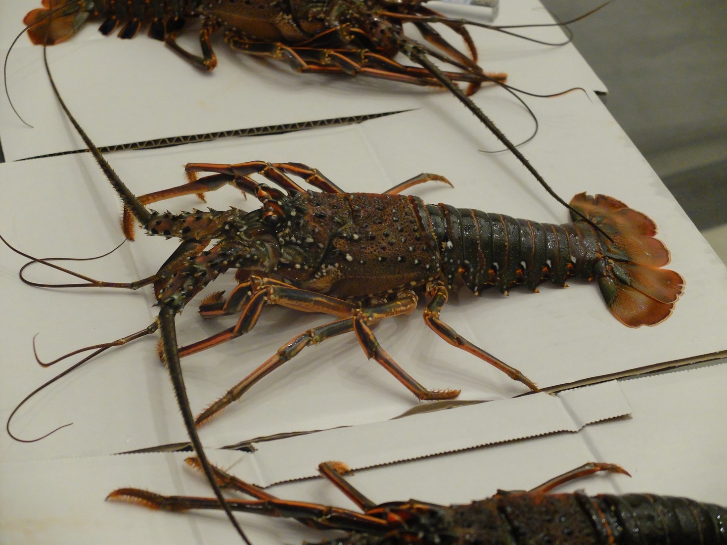 レビュアーのカバー画像