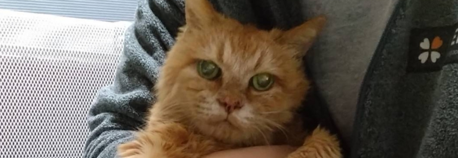 レビュアーのカバー画像