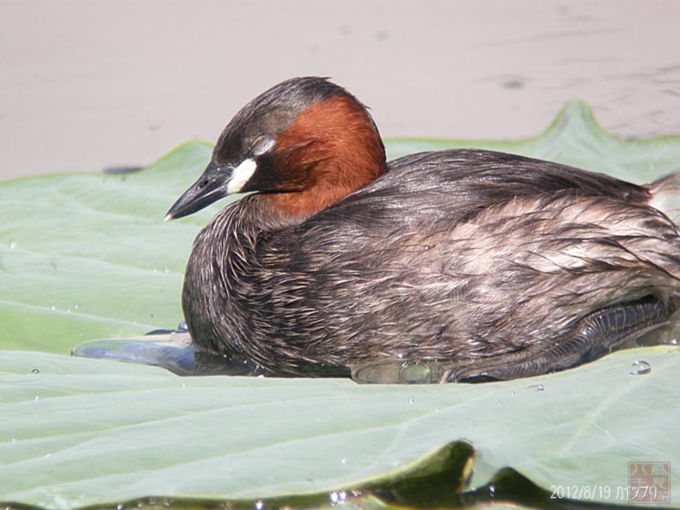 レビュアーのカバー画像