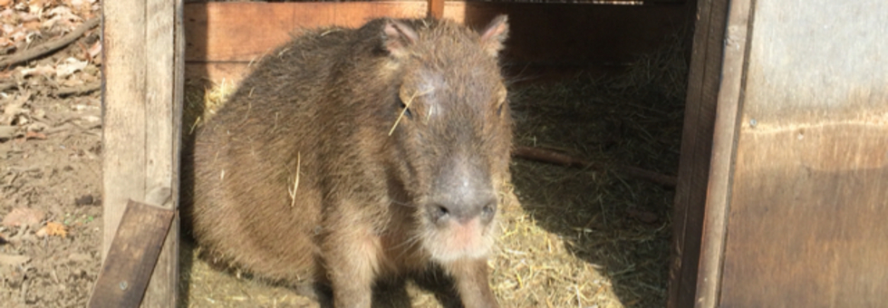 レビュアーのカバー画像