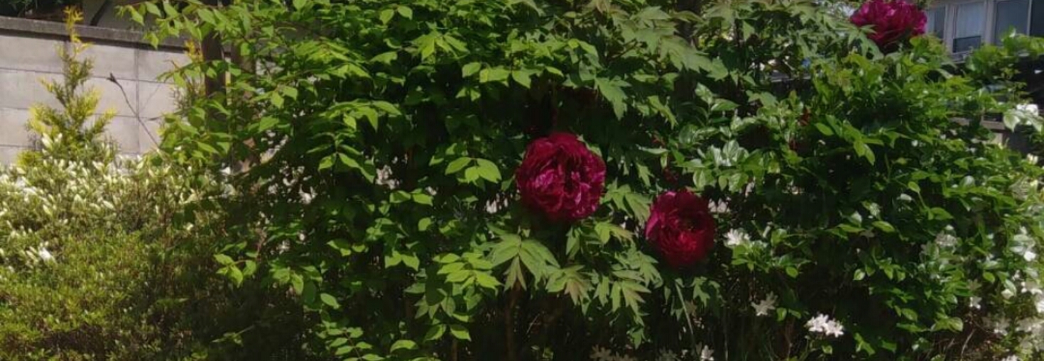 レビュアーのカバー画像