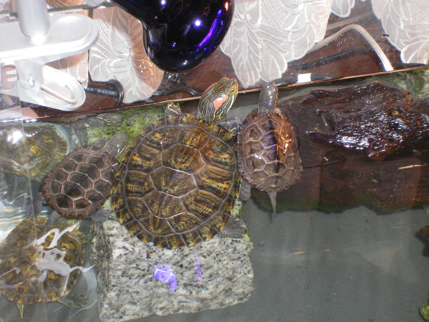 レビュアーのカバー画像