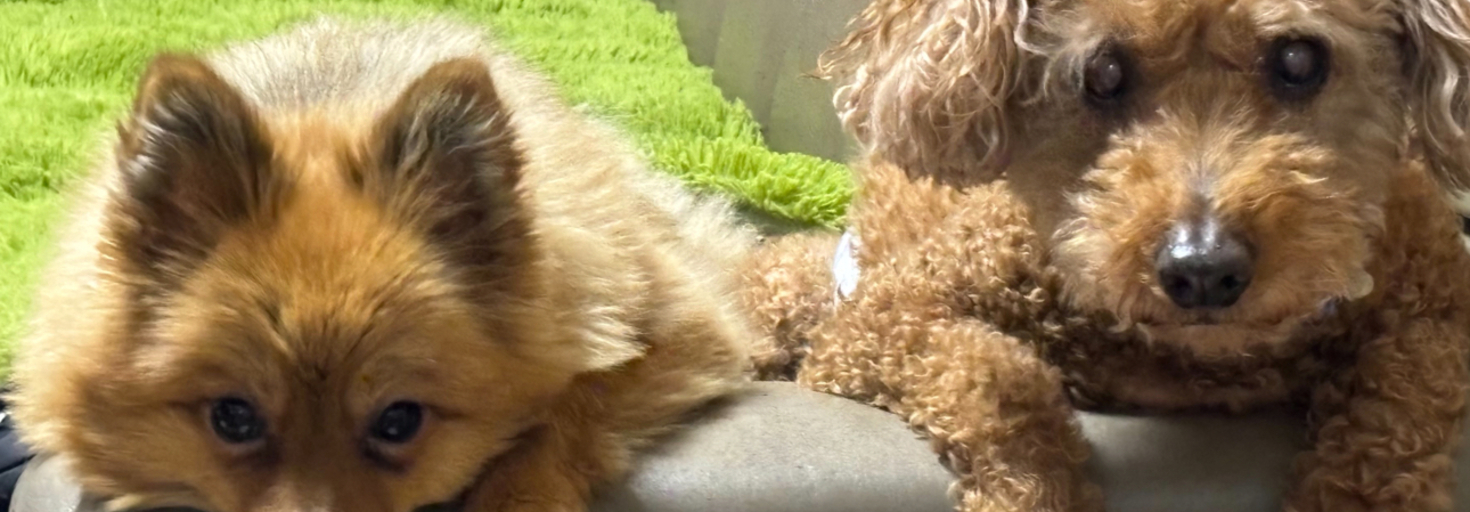 レビュアーのカバー画像