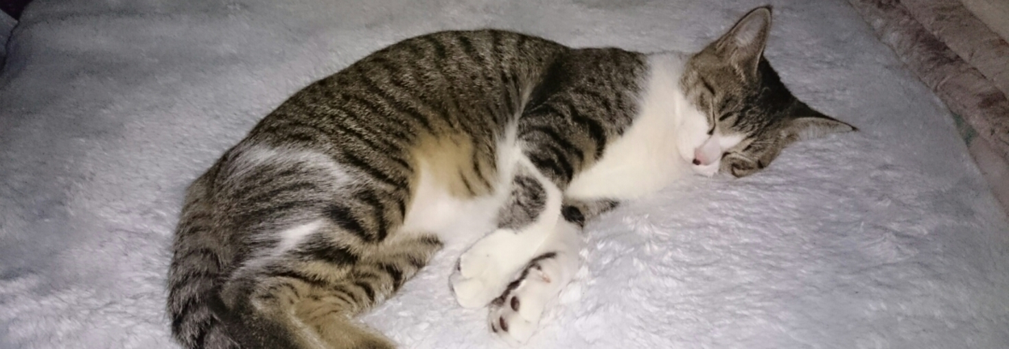 レビュアーのカバー画像