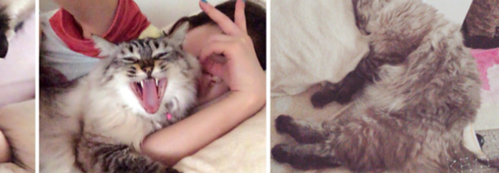 レビュアーのカバー画像