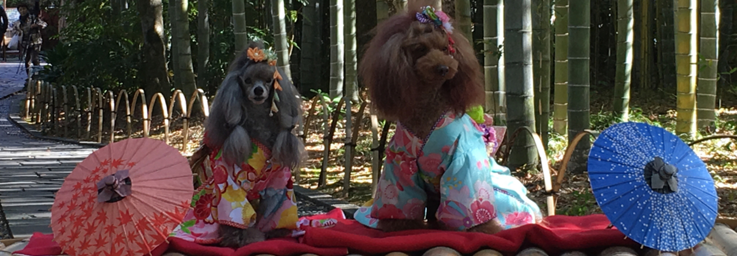 レビュアーのカバー画像