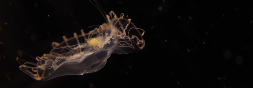 レビュアーのカバー画像