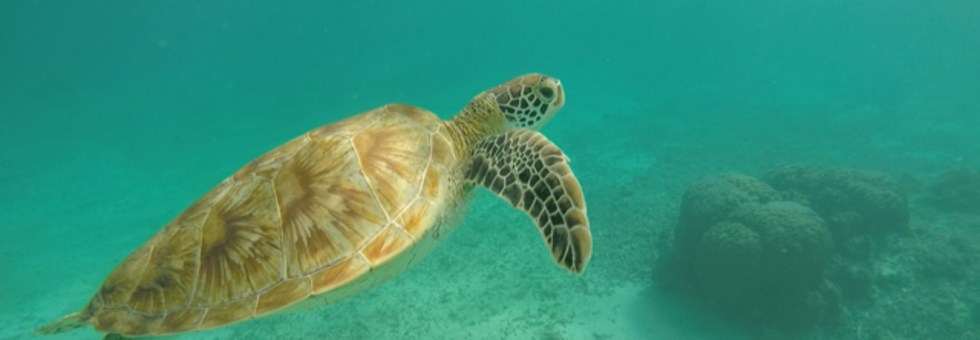 レビュアーのカバー画像