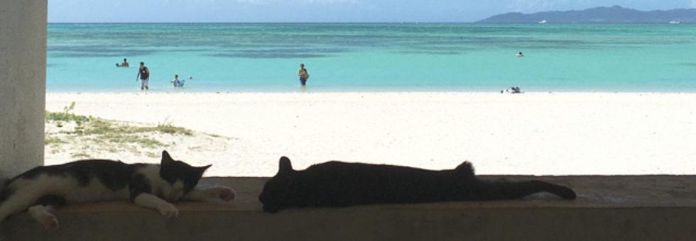 レビュアーのカバー画像