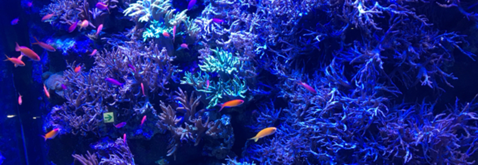 レビュアーのカバー画像