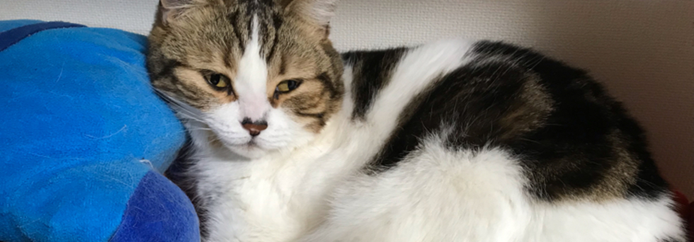 レビュアーのカバー画像