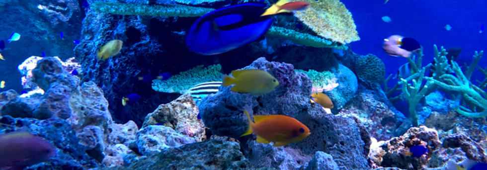 レビュアーのカバー画像