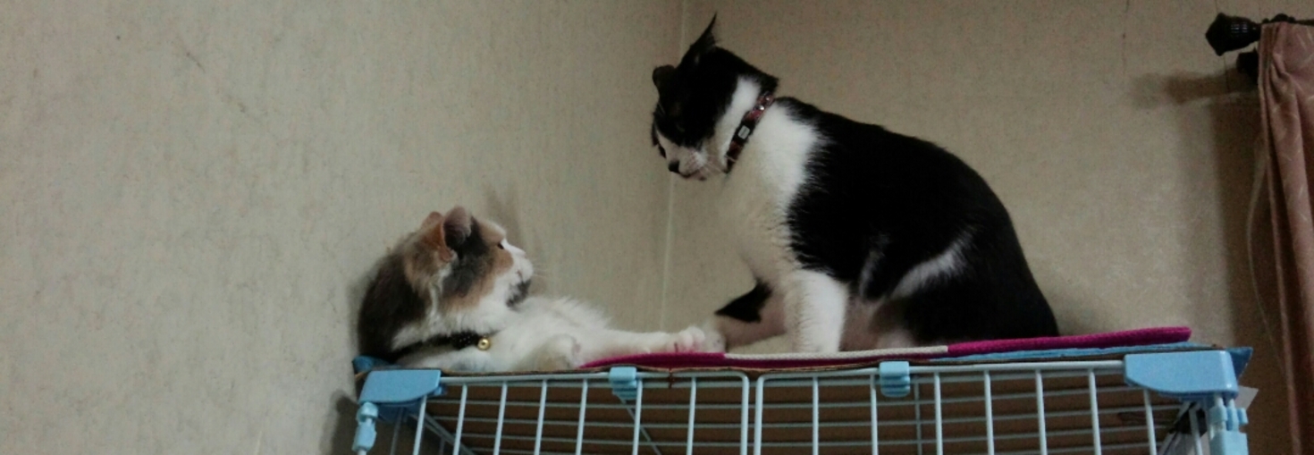 レビュアーのカバー画像