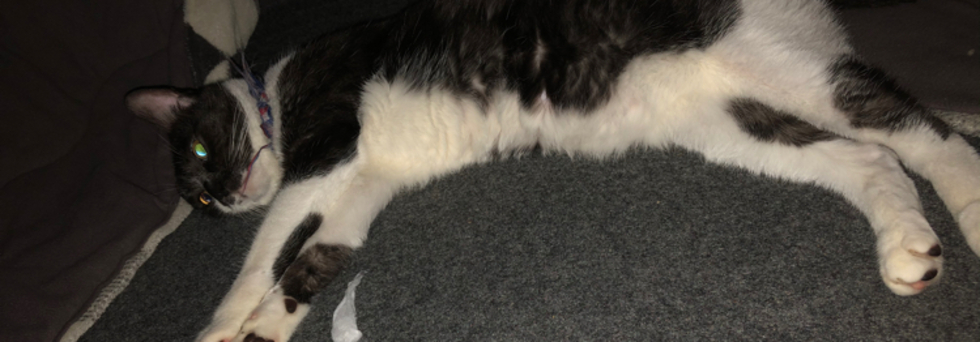 レビュアーのカバー画像