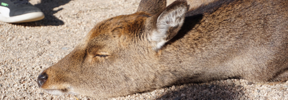 レビュアーのカバー画像