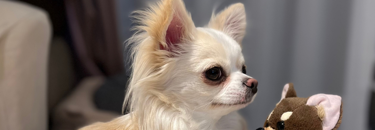 レビュアーのカバー画像