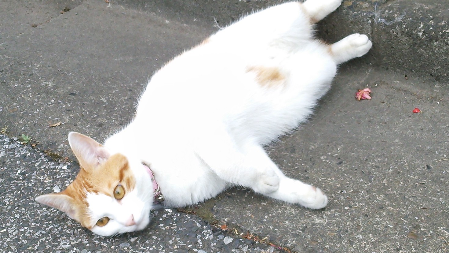 レビュアーのカバー画像