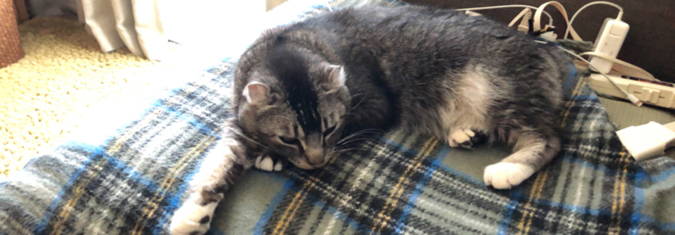 レビュアーのカバー画像