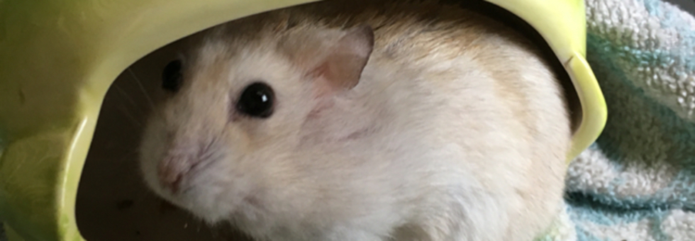 レビュアーのカバー画像