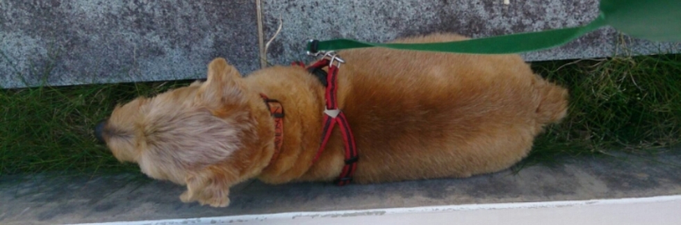 レビュアーのカバー画像