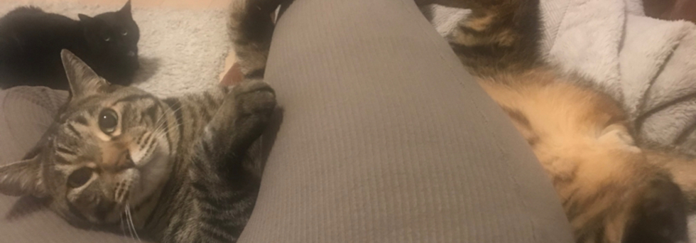 レビュアーのカバー画像