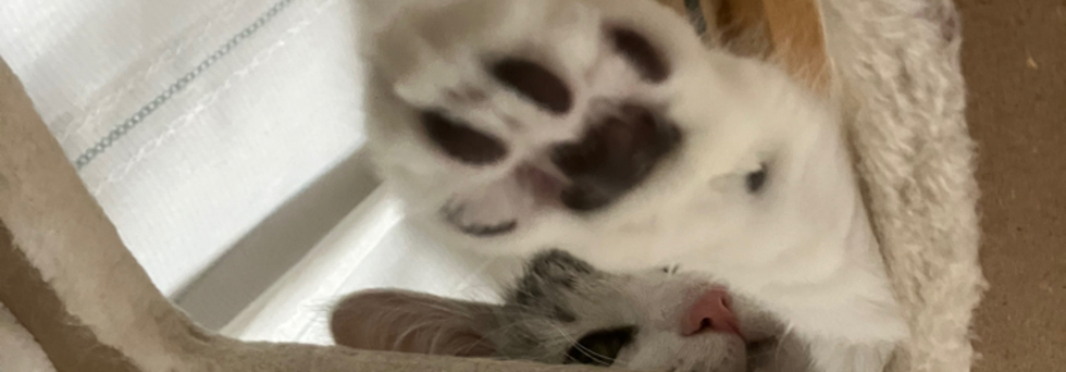 レビュアーのカバー画像