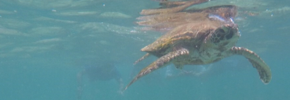 レビュアーのカバー画像