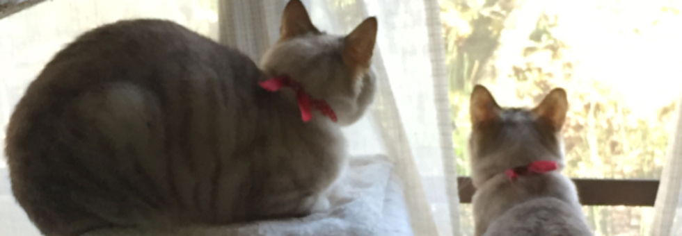 レビュアーのカバー画像