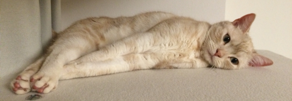 レビュアーのカバー画像