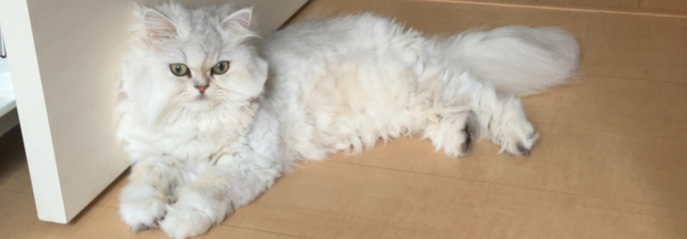 レビュアーのカバー画像